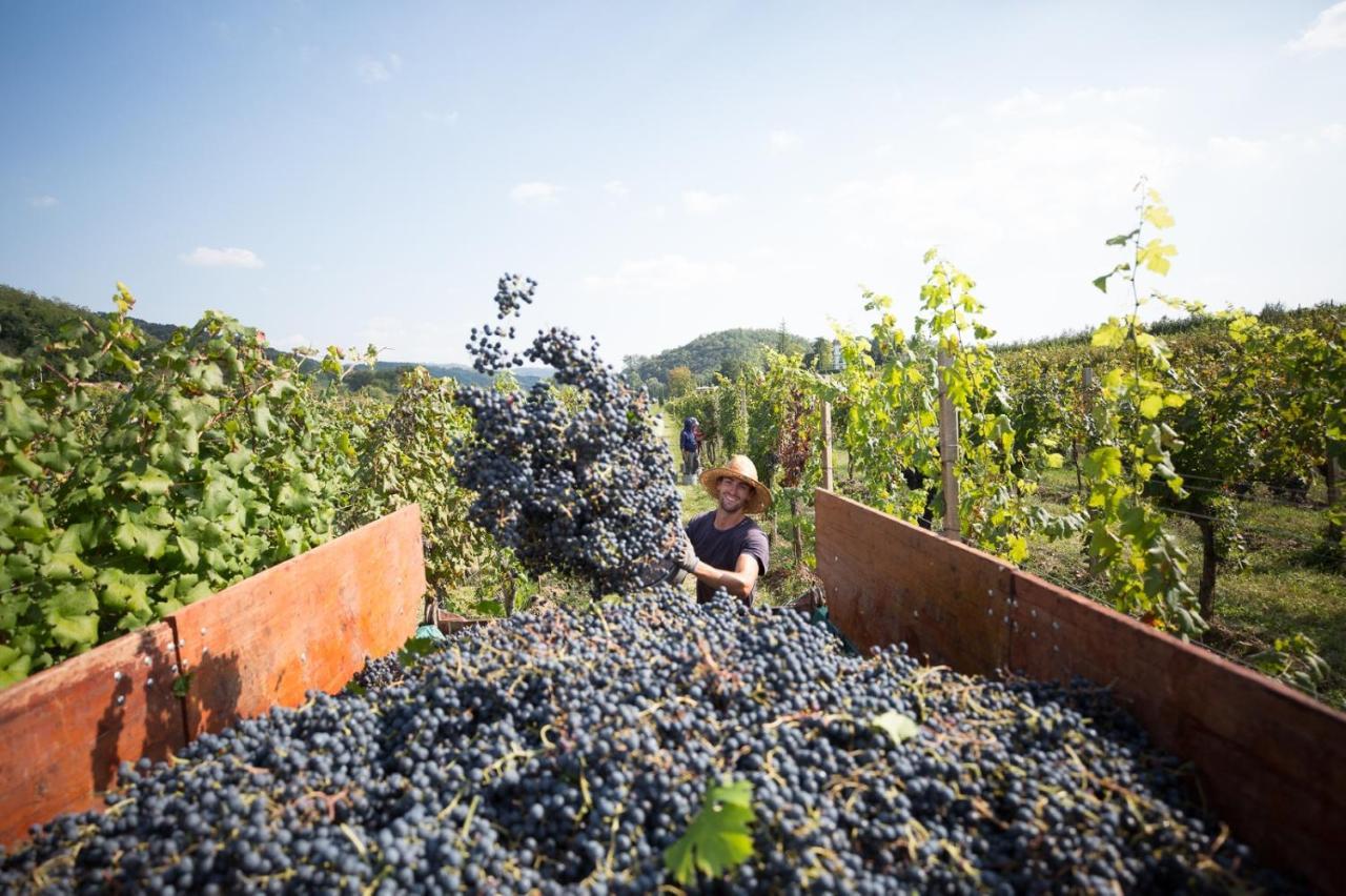 Il Roncal Wine Resort - For Wine Lovers 시비달레델프리울리 외부 사진