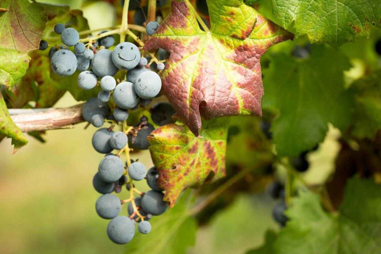 Il Roncal Wine Resort - For Wine Lovers 시비달레델프리울리 외부 사진