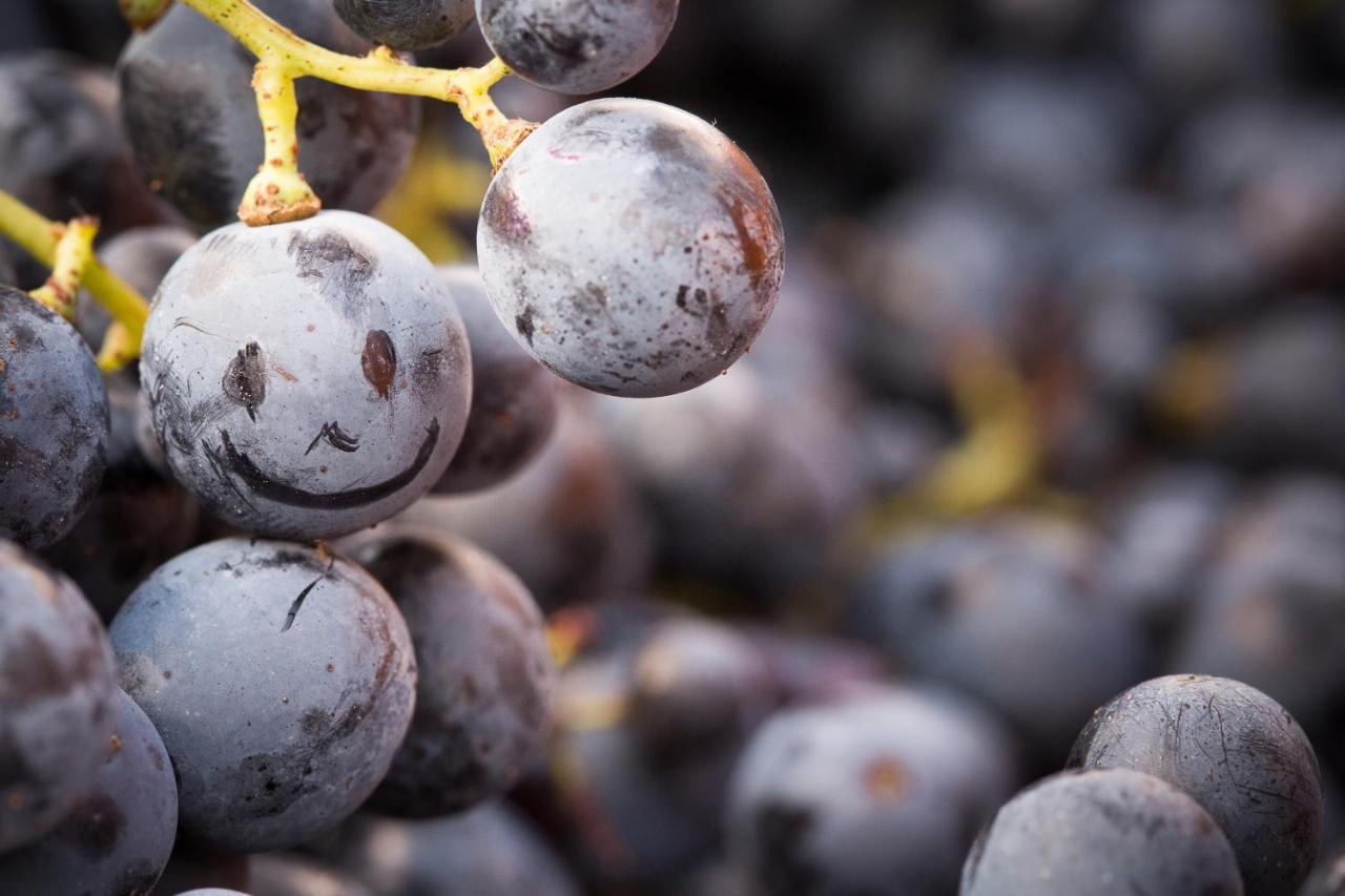 Il Roncal Wine Resort - For Wine Lovers 시비달레델프리울리 외부 사진