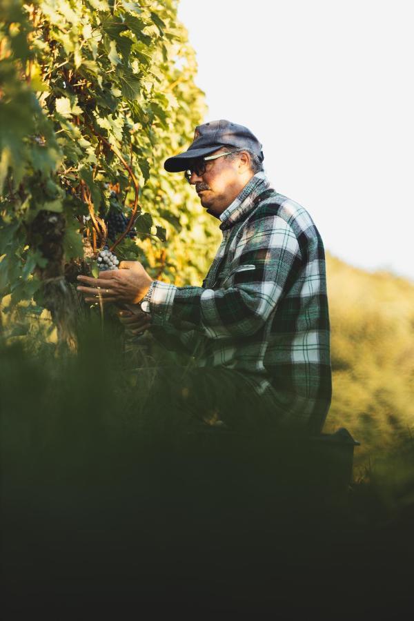 Il Roncal Wine Resort - For Wine Lovers 시비달레델프리울리 외부 사진