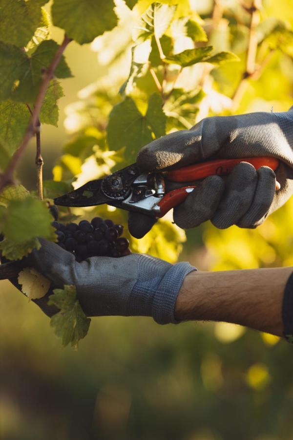 Il Roncal Wine Resort - For Wine Lovers 시비달레델프리울리 외부 사진
