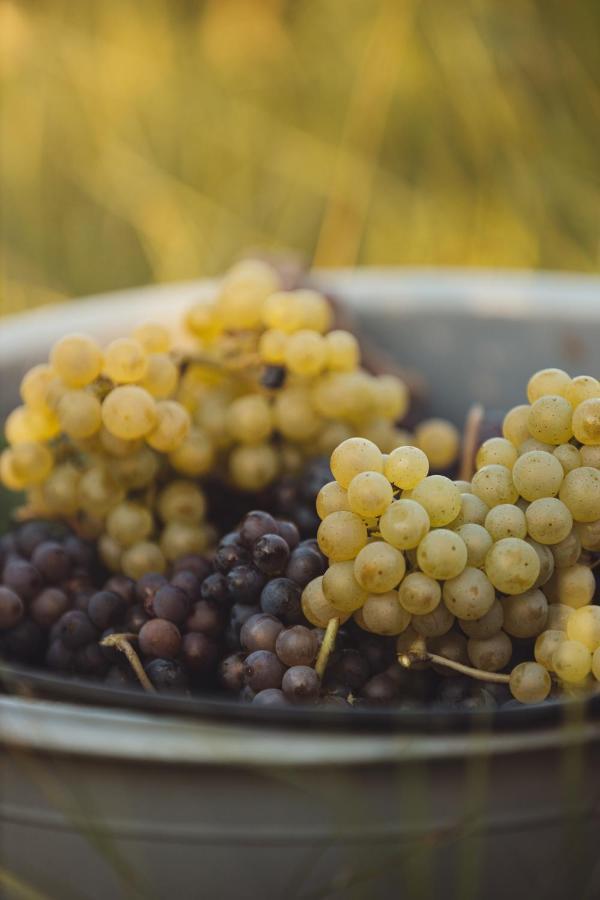 Il Roncal Wine Resort - For Wine Lovers 시비달레델프리울리 외부 사진
