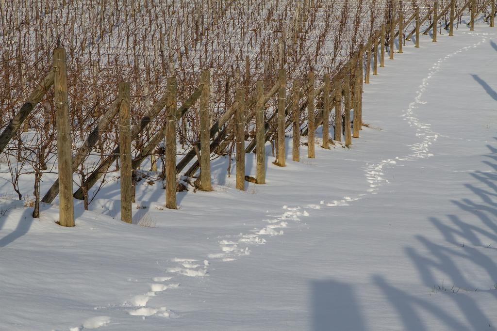 Il Roncal Wine Resort - For Wine Lovers 시비달레델프리울리 외부 사진